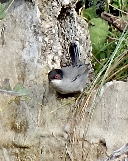 Sardinian warbler